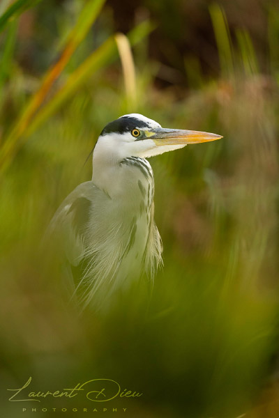 Héron cendré - Grey Heron (Ardea cinerea). Canon EOS R3 - Canon EF 500mm f/4L IS USM II.